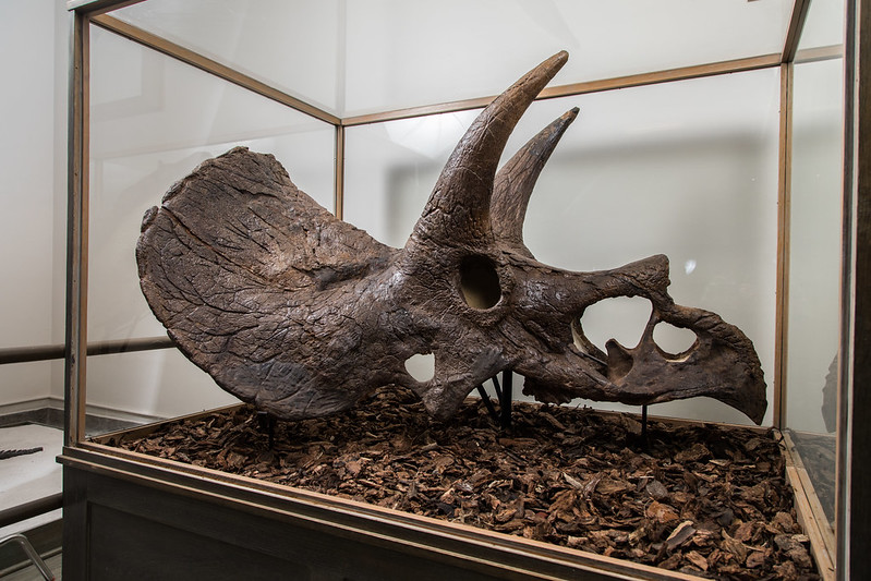 Dinosaur skull fossil on display.