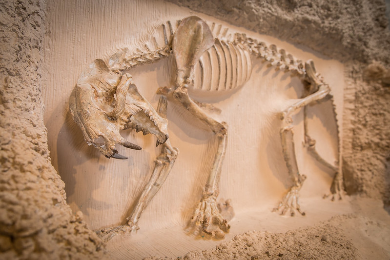 Animal fossil skeleton carved in rock.