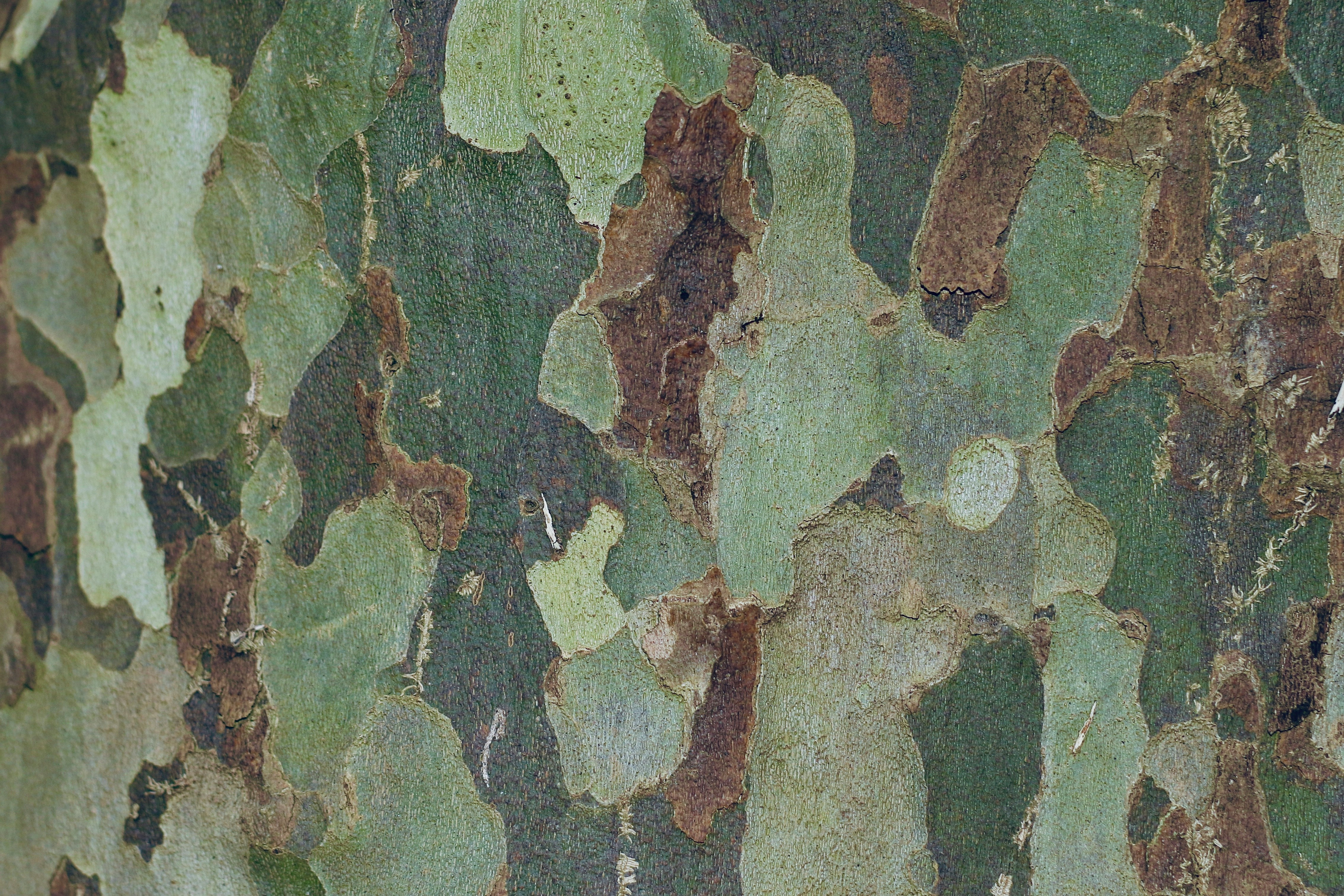 Military camouflage pattern.