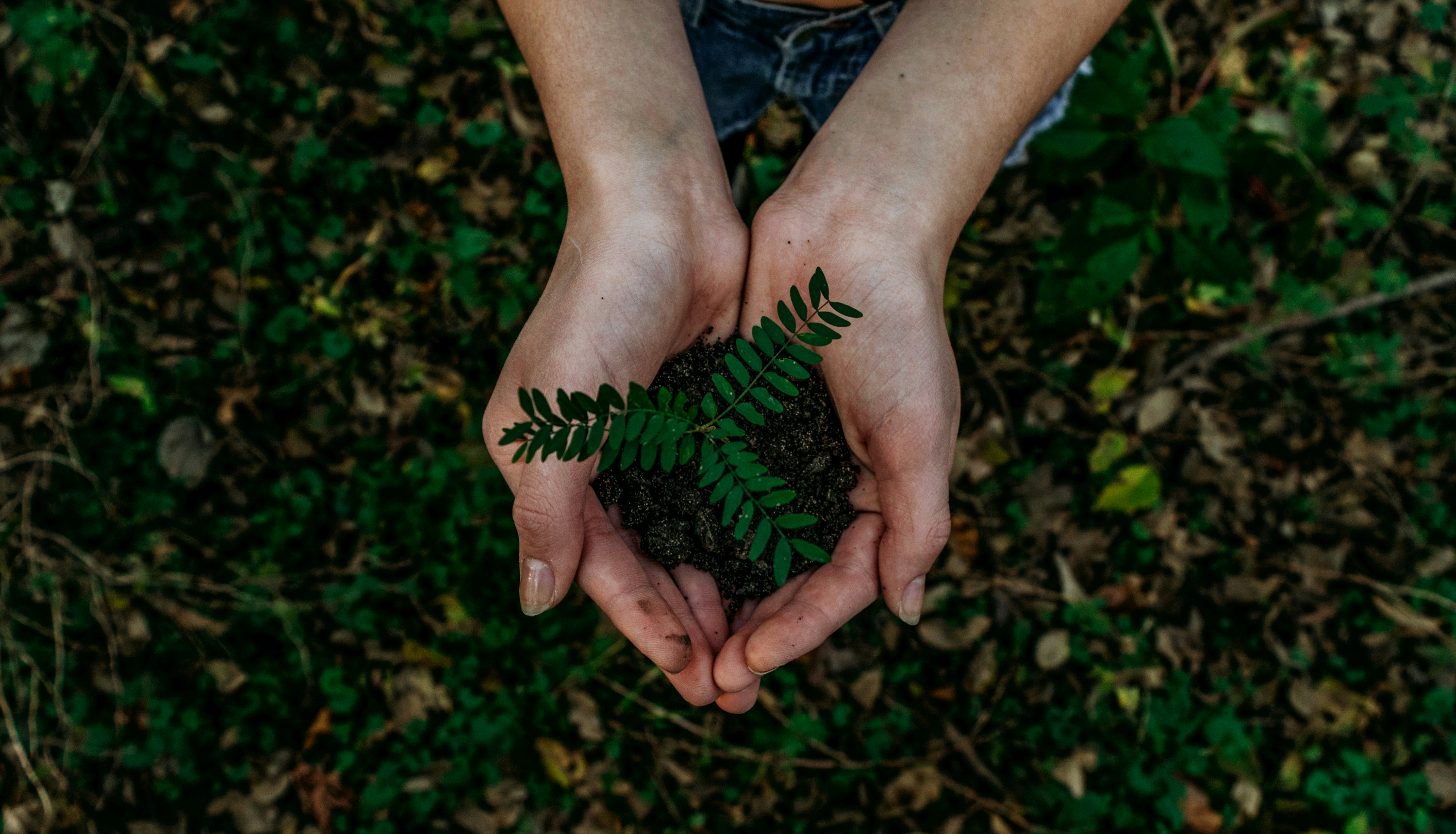 Hands holding a small green plant outdoors.