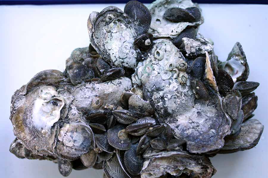 Mines Researcher Adds to Study on Oyster Tissue Abnormalities